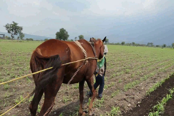Bridas para caballos
