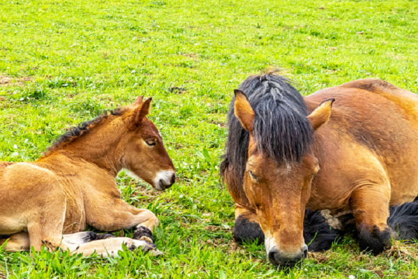 Raza de caballo Ardennes características