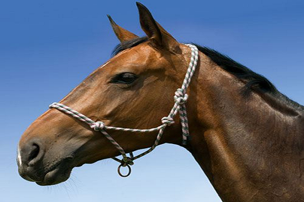 La disciplina requisito importante en la montura de caballo