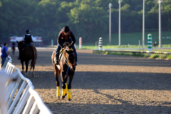 Equipo de entrenamiento para caballos de carreras