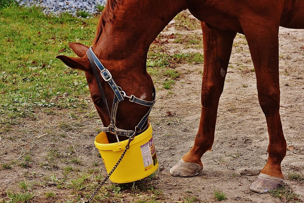 El caballo tiene un estómago que funciona como el de un humano