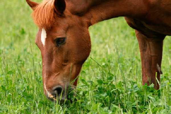 Cuantos estómagos tiene un caballo