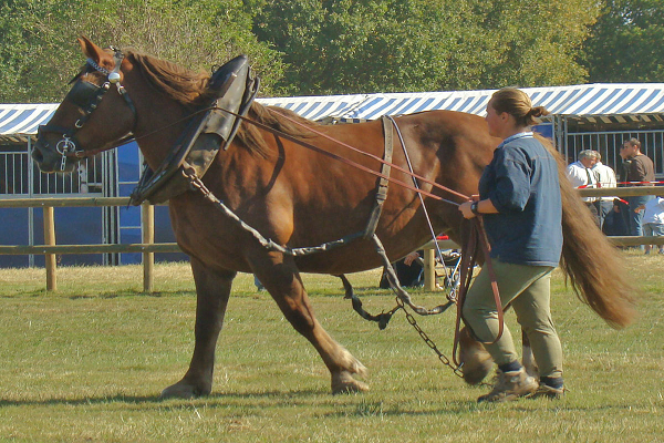 Equipo para entrenar un caballo