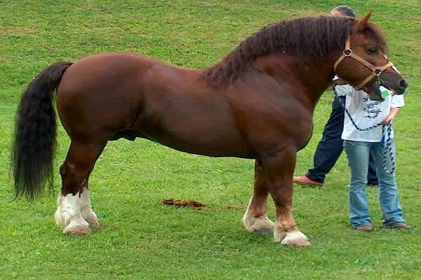 ¿Se come la raza de caballo ardennes?