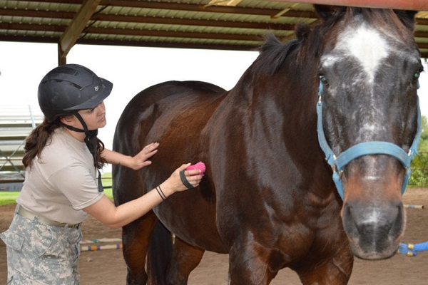 Consejos para entrenar un caballo