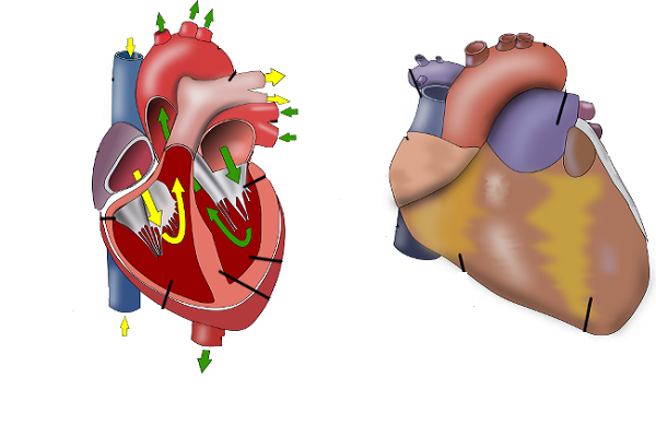 El sistema cardicovascular
