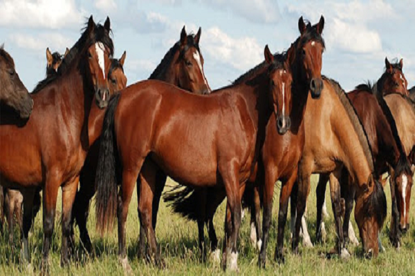 El sistema linfático