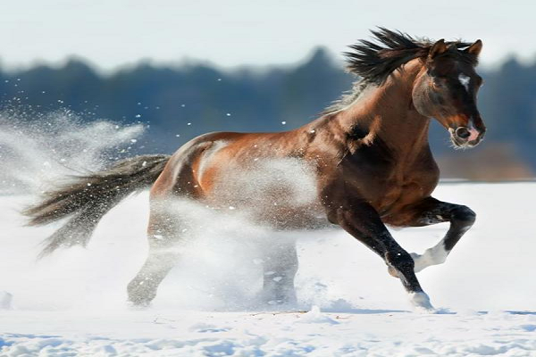 Como es la Estructura ósea de los caballos