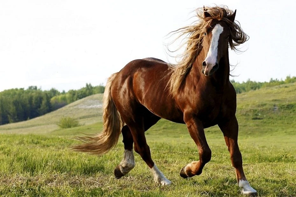 Como es el sistema circulatorio de los caballos