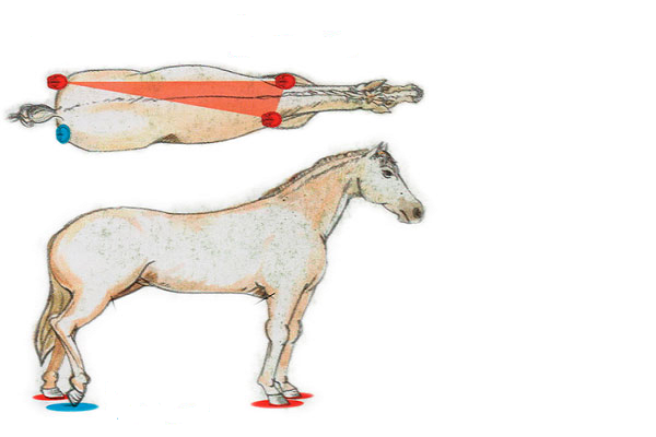 Como es la Estructura ósea de los caballos