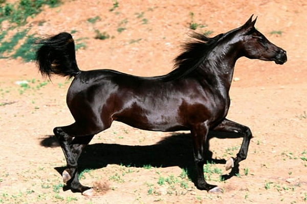 Estructura ósea de los caballos