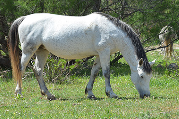 Composición del sistema circulatorio del caballo