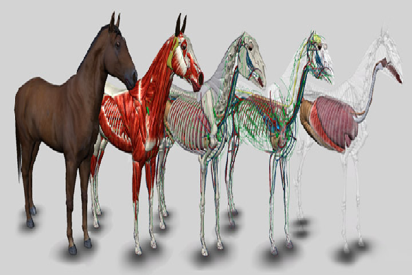 Las extremidades de los caballos