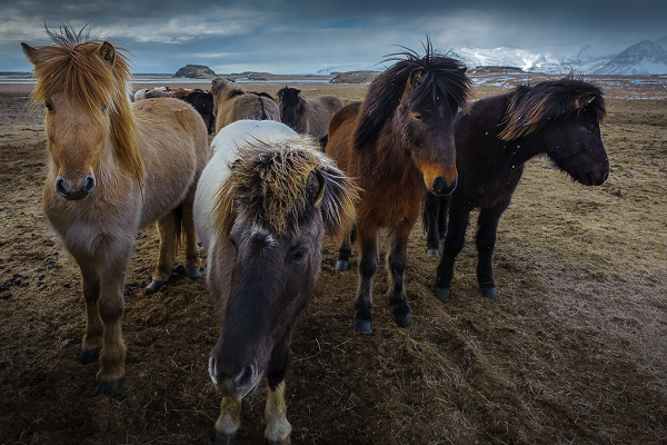 ¿Los caballos islandeses son ponis o caballos?