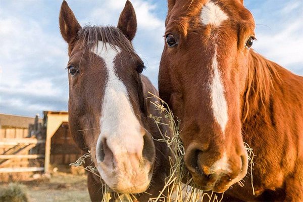 Que es la pérdida de peso en los caballos 