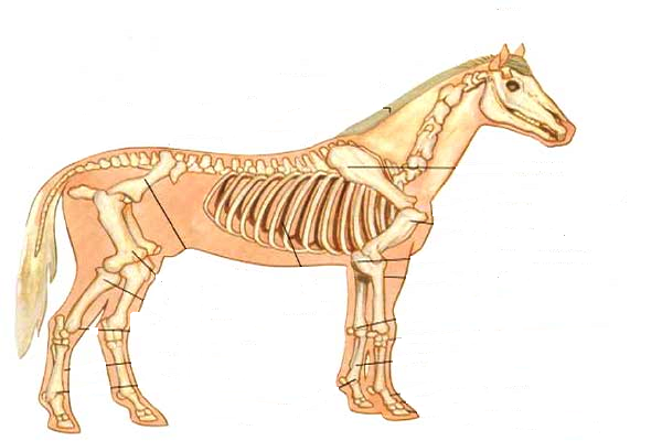 El cuello de los caballos