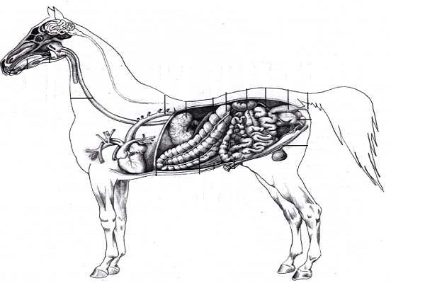 Sistema circulatorio de los caballos