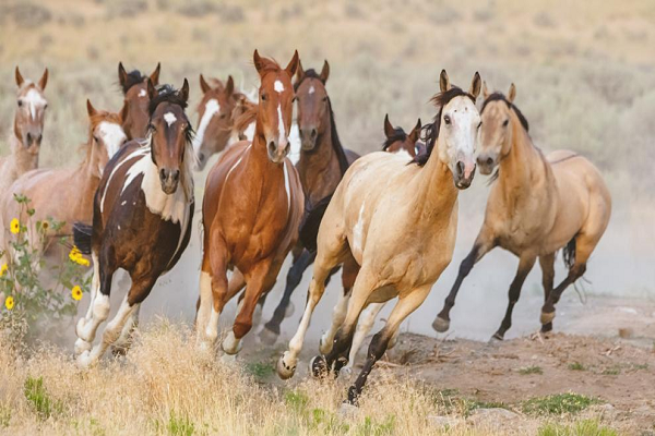 Velocidad que ejercen los caballos 