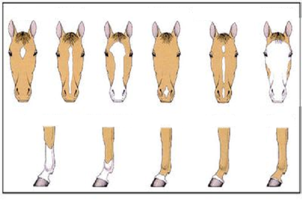 La cabeza de los caballos