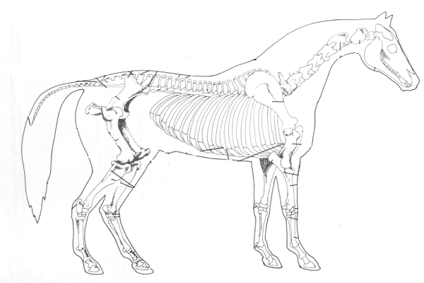 Estructura ósea de los caballos