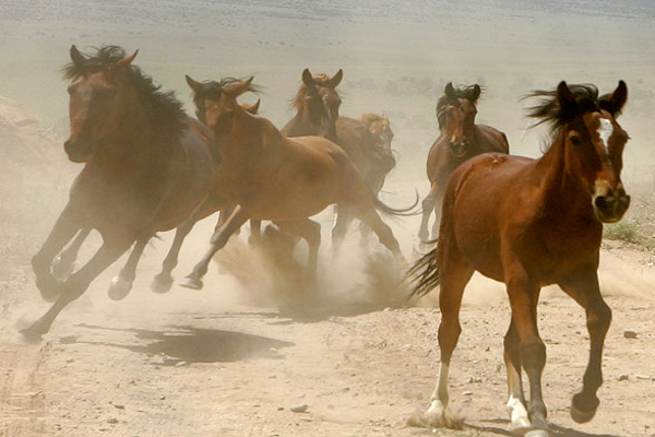 ¿Cuánta distancia puede recorrer un caballo?