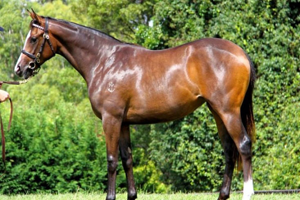 Makybe diva caballo
