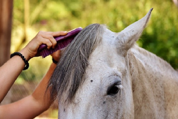 Como cuidar el pelaje de los caballos