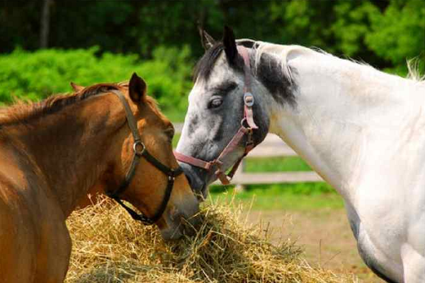 Estimulantes para caballos de carreras