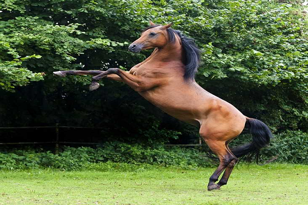 Que es un caballo árabe