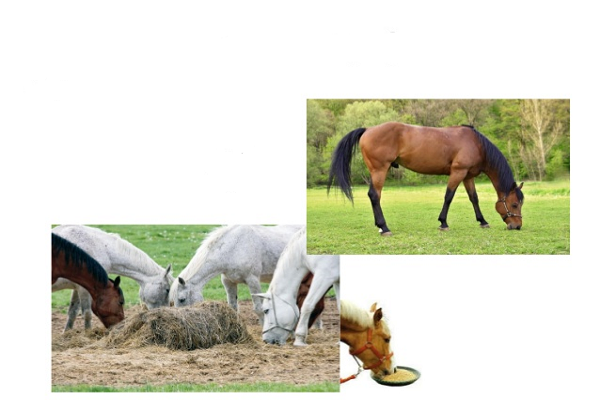 Que no pueden comer los caballos