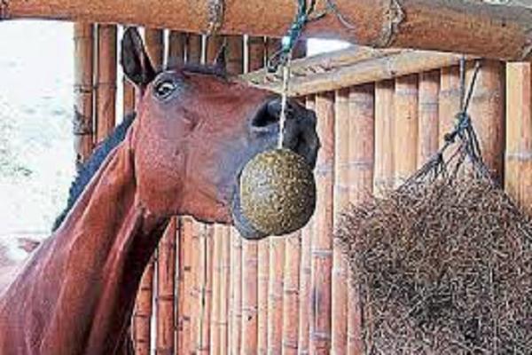 ¿Cuáles son las mejores vitaminas para caballos de carrera?