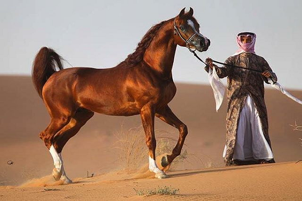 Origen del caballo árabe