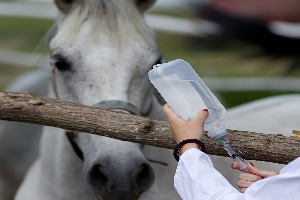 ¿Cómo se llama lo que le inyectan a los caballos?