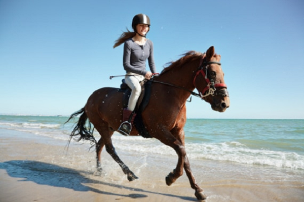 Pasos para galopara caballo son rebotar