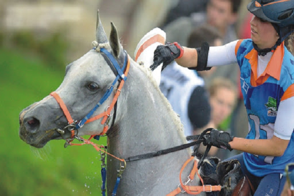 productos para caballos de carreras