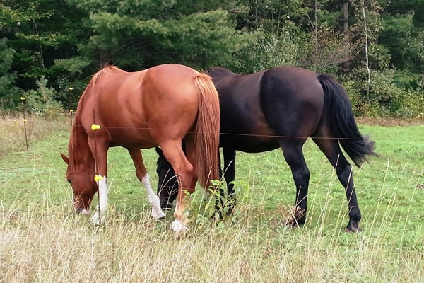 ¿Qué comida no es segura para los caballos?
