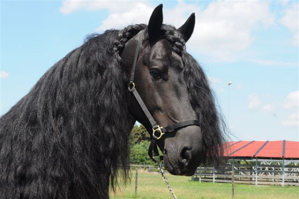 Vitaminas para el pelo del caballo