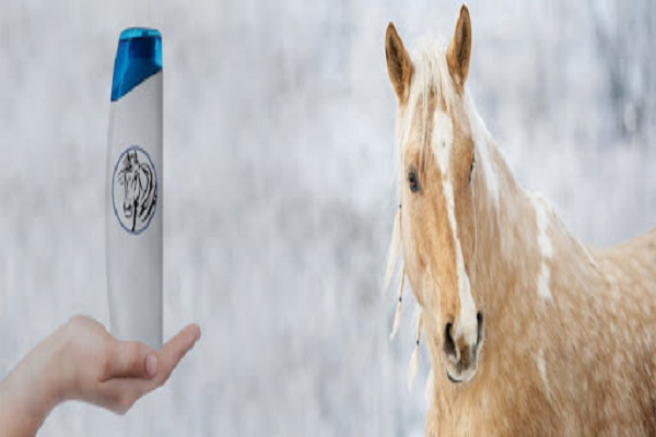 Cuidados básicos para el caballo