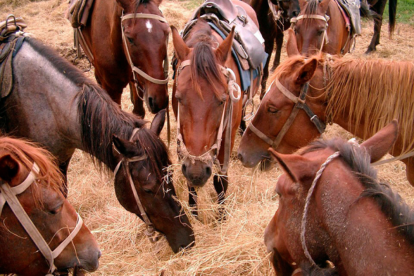 Cada cuanto tiempo come un caballo