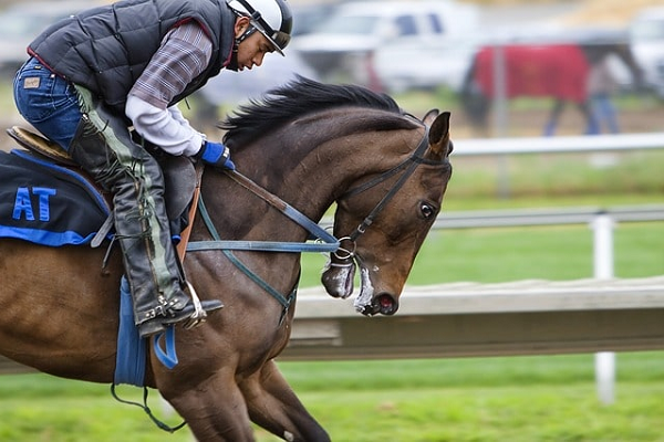 Energizante para caballos de carreras
