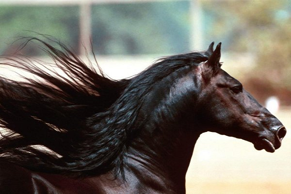Pelaje de los caballos