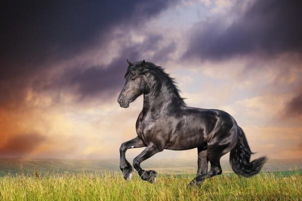 Caballo frisón negro