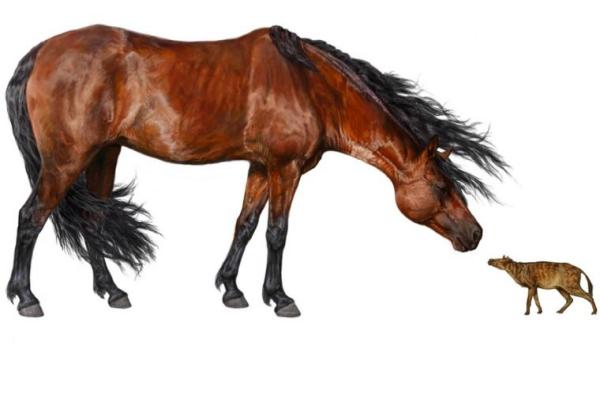 Mesohippus