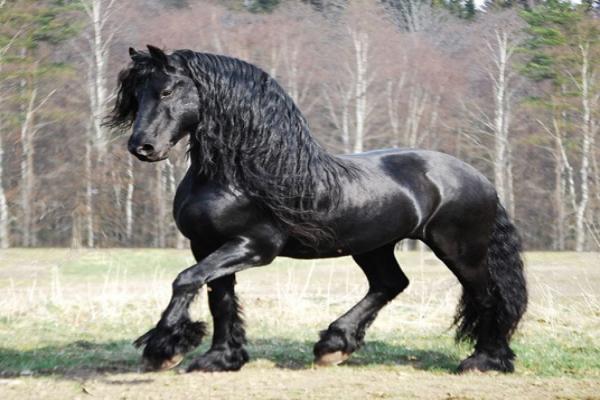 Historia del caballo frisón negro