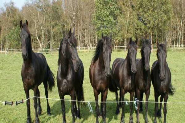 Caballo Frisón Negro Precio