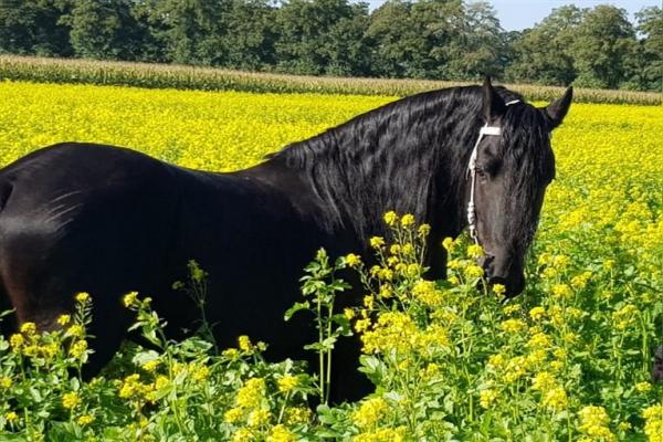 Caballo Frisón Características Físicas