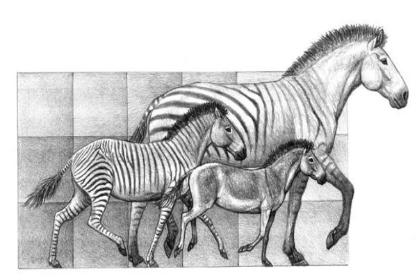 Por qué los caballos modernos solo tienen un dedo del pie