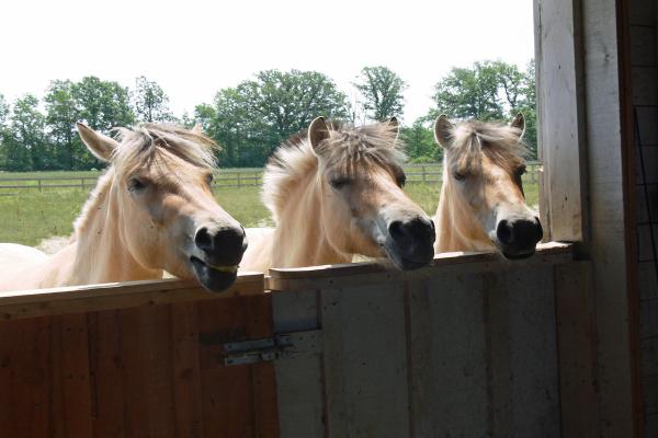 Caballo Fjord