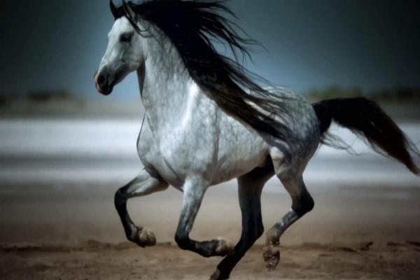 Raza de caballo de galope