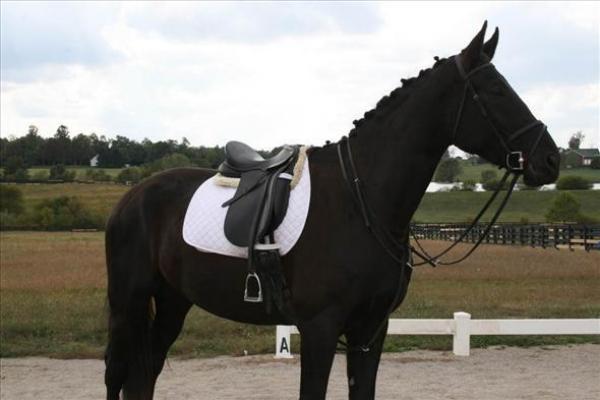 Warmblood Holandés